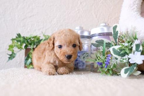 成約済の滋賀県のトイプードル-130610の1枚目