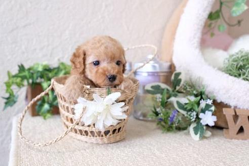 成約済の滋賀県のトイプードル-130610の3枚目