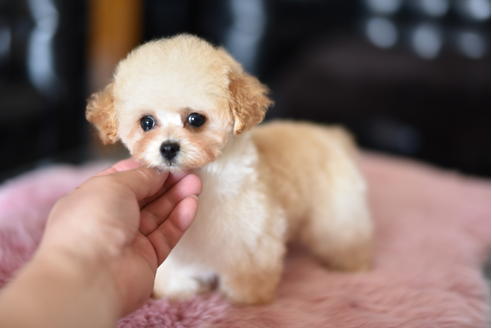 成約済の茨城県のトイプードル-128097