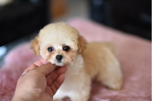 成約済の茨城県のトイプードル-128097の6枚目