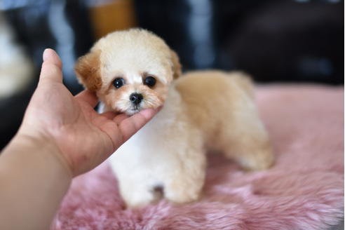 成約済の茨城県のトイプードル-128097の5枚目