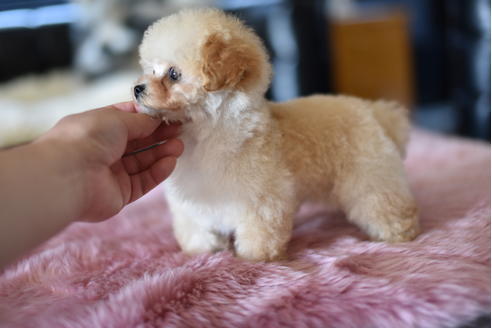 成約済の茨城県のトイプードル-128097の4枚目