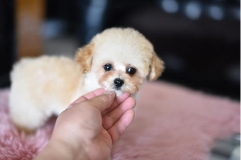 成約済の茨城県のトイプードル-128097の3枚目