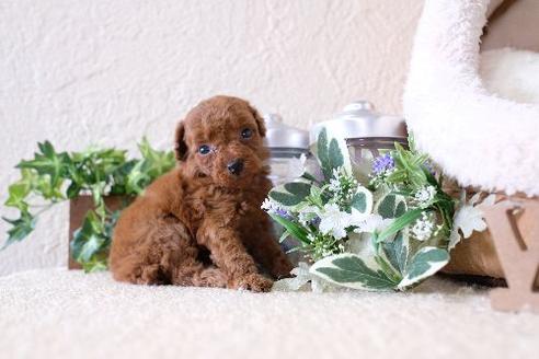 成約済の滋賀県のトイプードル-130611の1枚目