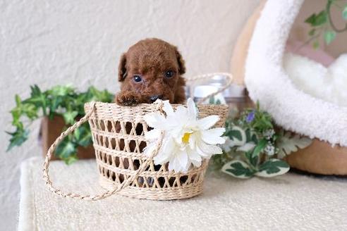 成約済の滋賀県のトイプードル-130611の3枚目