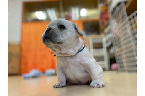 成約済の神奈川県のフレンチブルドッグ-130732の5枚目