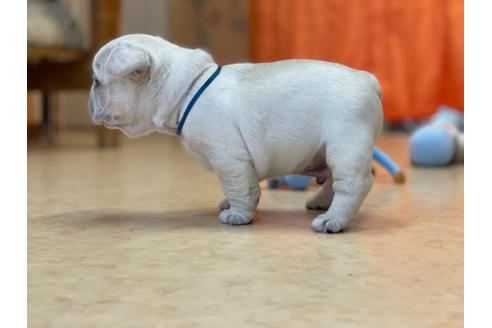 成約済の神奈川県のフレンチブルドッグ-130732の6枚目