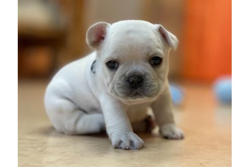 成約済の神奈川県のフレンチブルドッグ-130732の2枚目