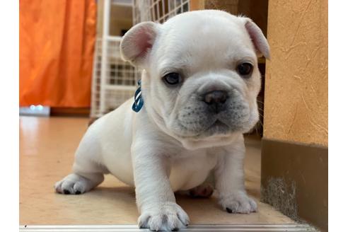 成約済の神奈川県のフレンチブルドッグ-130732の3枚目