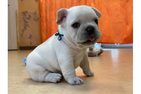 成約済の神奈川県のフレンチブルドッグ-130732の4枚目