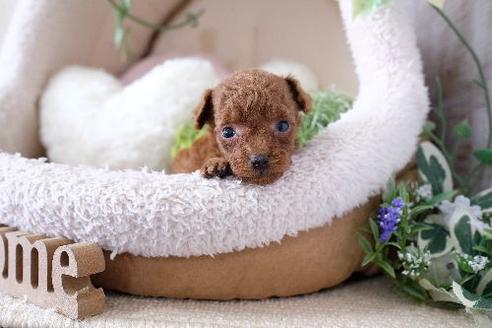 成約済の滋賀県のトイプードル-130615の1枚目