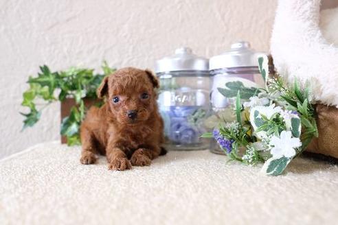 成約済の滋賀県のトイプードル-130615の3枚目