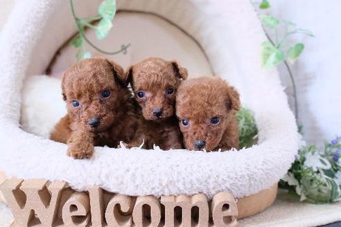 成約済の滋賀県のトイプードル-130615の2枚目