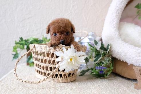 成約済の滋賀県のトイプードル-130613の1枚目