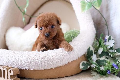 成約済の滋賀県のトイプードル-130613の3枚目