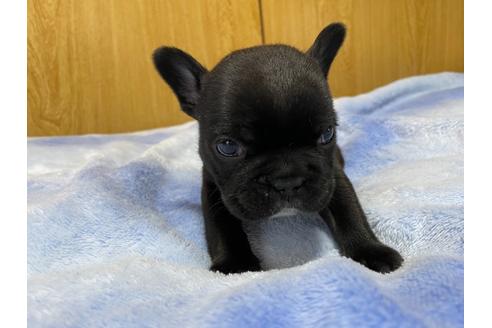 成約済の神奈川県のフレンチブルドッグ-130735の3枚目