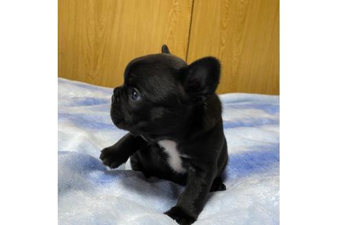 成約済の神奈川県のフレンチブルドッグ-130736の4枚目