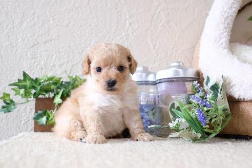 成約済の滋賀県のトイプードル-130627