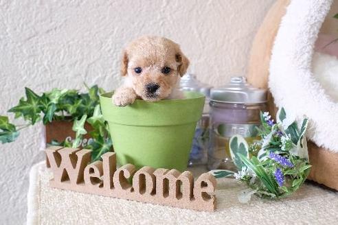 成約済の滋賀県のトイプードル-130627の3枚目