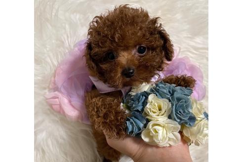 成約済の福岡県のティーカッププードル-123553の7枚目