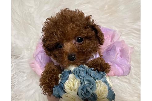 成約済の福岡県のティーカッププードル-123553の9枚目