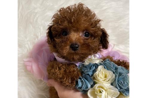 成約済の福岡県のティーカッププードル-123553の8枚目