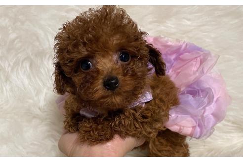 成約済の福岡県のティーカッププードル-123553の6枚目