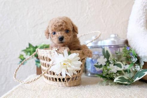 成約済の滋賀県のトイプードル-130675