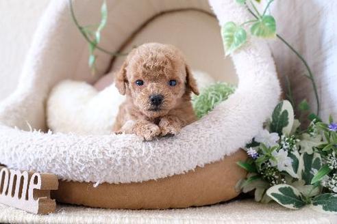 成約済の滋賀県のトイプードル-130675の3枚目