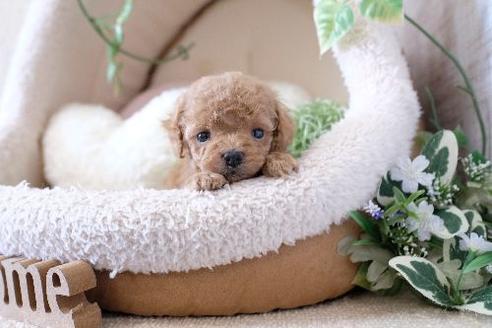 成約済の滋賀県のトイプードル-130676