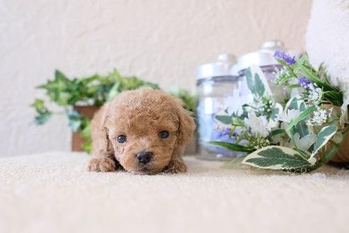 成約済の滋賀県のトイプードル-130676の3枚目