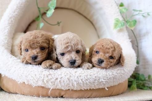 成約済の滋賀県のトイプードル-130676の2枚目