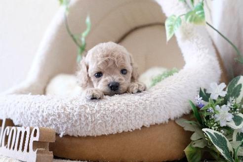成約済の滋賀県のトイプードル-130677の1枚目