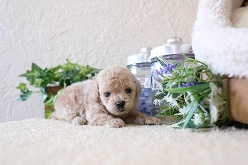 成約済の滋賀県のトイプードル-130677の3枚目