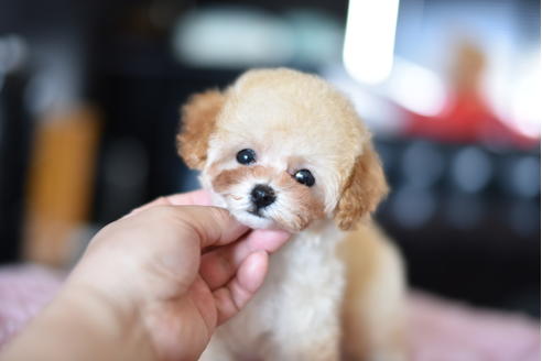 成約済の茨城県のトイプードル-128098