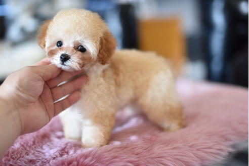 成約済の茨城県のトイプードル-128098の6枚目