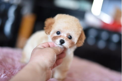 成約済の茨城県のトイプードル-128098の5枚目