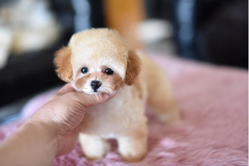 成約済の茨城県のトイプードル-128098の4枚目