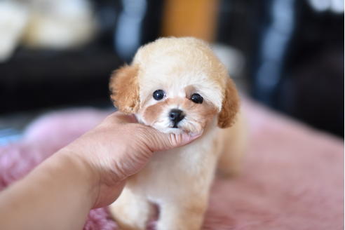 成約済の茨城県のトイプードル-128098の2枚目