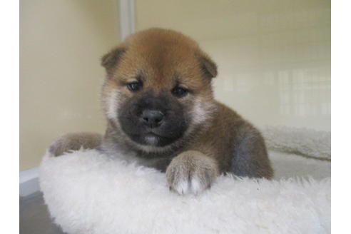 成約済の岡山県の柴犬-127915の1枚目