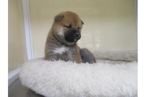 成約済の岡山県の柴犬-127915の3枚目