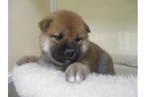 成約済の岡山県の柴犬-127915の2枚目