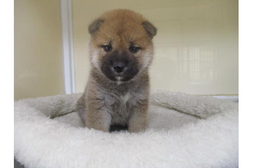 成約済の岡山県の柴犬-130765