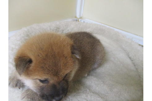 成約済の岡山県の柴犬-130765の5枚目