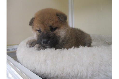 成約済の岡山県の柴犬-130765の3枚目