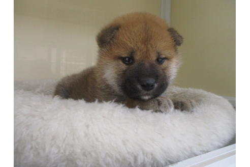 成約済の岡山県の柴犬-130765の2枚目