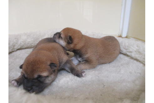 成約済の岡山県の柴犬-130768の7枚目