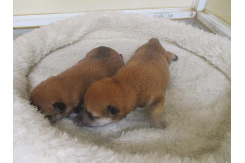 成約済の岡山県の柴犬-130768の6枚目