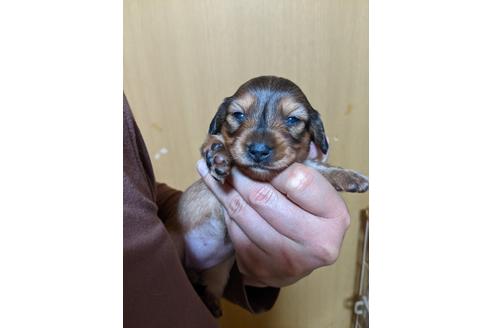 成約済の福岡県のミニチュアダックスフンド(ロングヘアード)-130311の14枚目