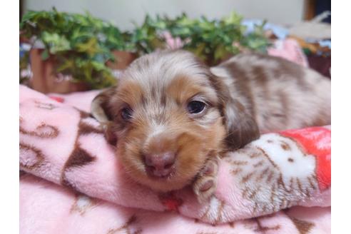 成約済の福岡県のミニチュアダックスフンド(ロングヘアード)-129764の6枚目